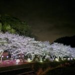 信州志賀石の里「槌ケ崎公園（弊社原石展示場）」ソメイヨシノが満開に！