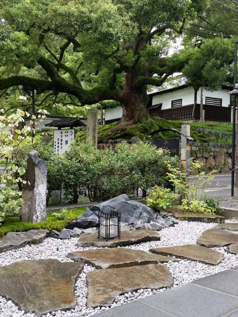 青蓮院大楠を借景にした庭園2014