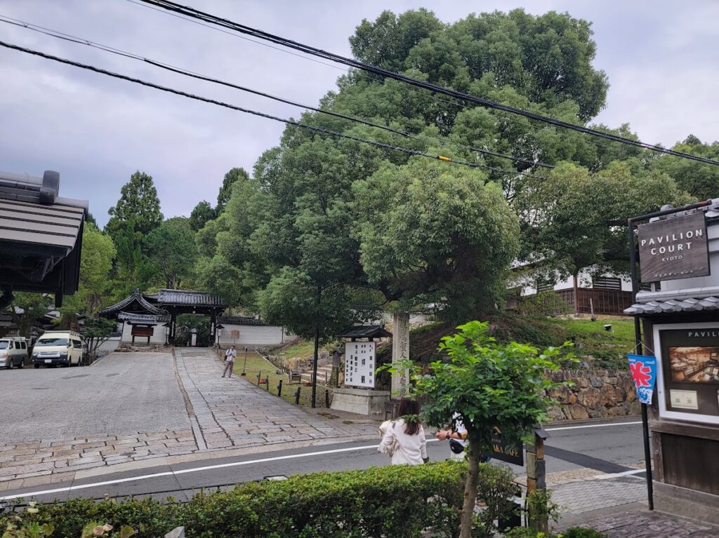 青蓮院門跡樹齢800年大楠